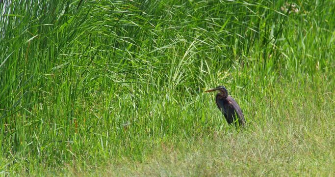 Purple heron stand alone in tall grass and reeds on the shore of a river