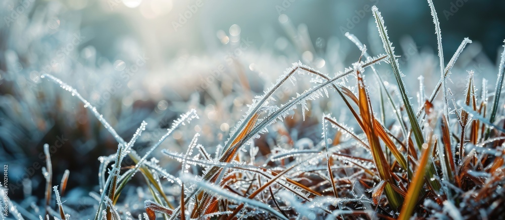 Poster Grass covered with frost in winter Frozen grass. with copy space image. Place for adding text or design