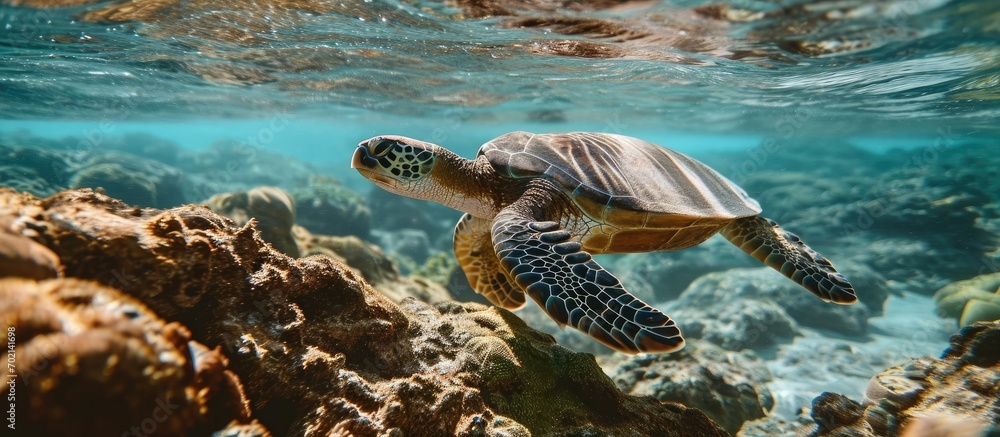 Poster Green Sea Turtle Chelonia mydas Underwater. with copy space image. Place for adding text or design