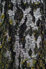 the texture of the tree bark
