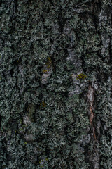 the texture of the tree bark