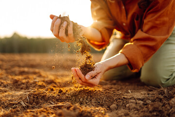Women's hands sort through black soil in the field. A woman farmer checks the quality of the soil....