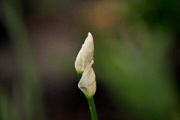 Iris Bud