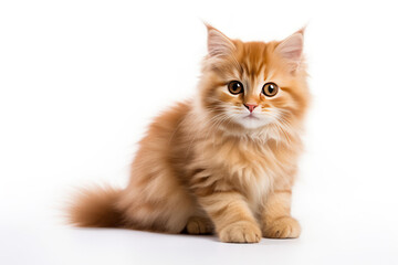 kitten isolated on white