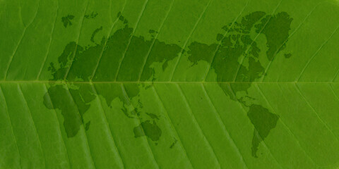 大きな緑の葉っぱに描いた、葉脈が美しい世界地図