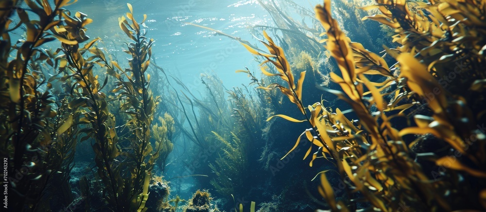 Poster a kelp forest with ecklonia maxima from below with the tall stalks reaching up to the water surface 