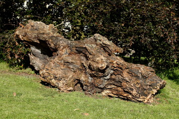 Obraz premium Totholz, alter, knorriger Baumstumpf, Deutschland, Europa