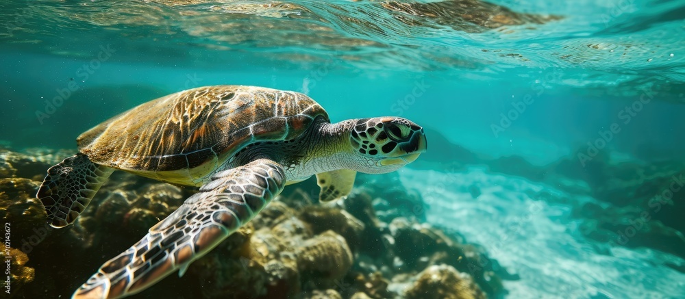 Poster Green Sea Turtle Chelonia mydas Underwater. with copy space image. Place for adding text or design