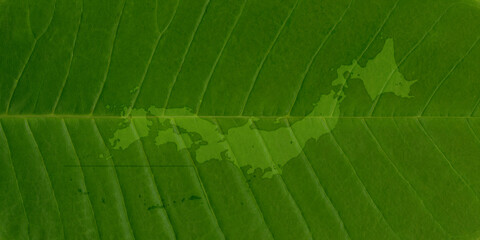 大きな緑の葉っぱに描いた、葉脈が美しい日本地図 - obrazy, fototapety, plakaty
