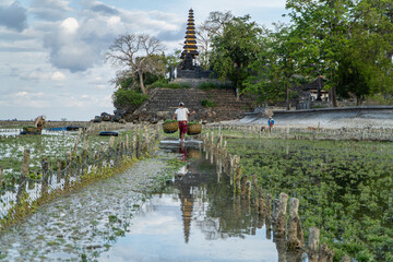 Nusa Penida,Bali-Sept 04 2021: A seaweed farmer in Nusa Penida Bali is harvesting his seaweed cages on a cloudy afternoon. Grass became the main commodity when tourism collapsed in Nusa Penida Bali