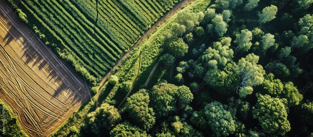 Aufkleber green potato field plantation with rows aerial drone photo. with copy space image. place for adding 
