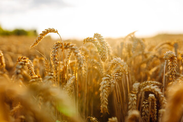 Close-up of golden ears of wheat in an agricultural field at sunset. Agriculture concept. A...