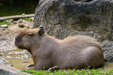 A capybara relaxed in the mud, enjoying the warmth of the sun and the coolness of the water.