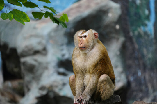 Rhesus macaque monkey with brown fur sitting on a stone