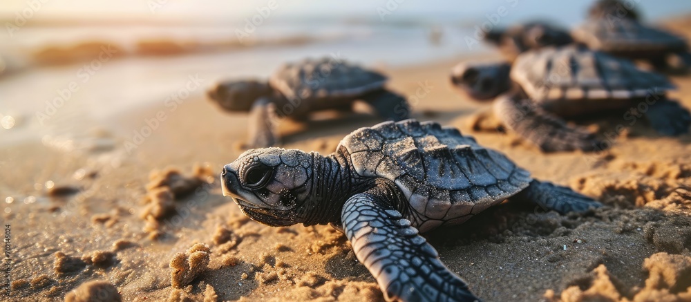 Poster endangered young baby turtles in warm evening sunlight being released at a beach in sri lanka fighti