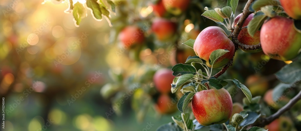 Poster apple orchard with an unripe harvest of green apples apple orchard with a harvest of apple fruits in