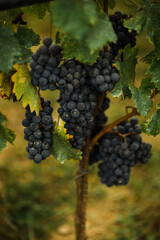 Italian Vineyard Grapes