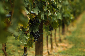 Fototapeta premium Italian Vineyard Grapes