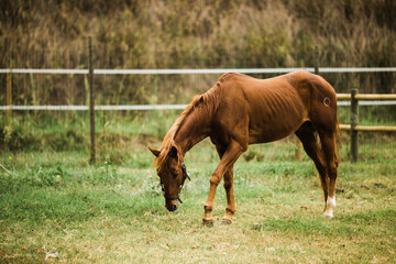 Brown Horse Grazing