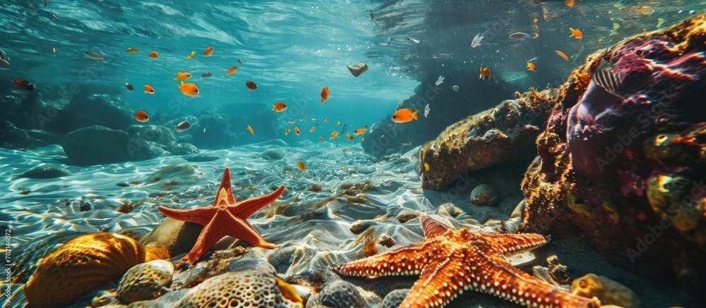 Poster coral reef with starfish and colorful tropical fish caribbean sea. with copy space image. place for 