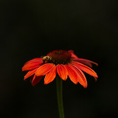 Bee on red daisy flower