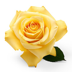 yellow rose on isolate transparency background, PNG