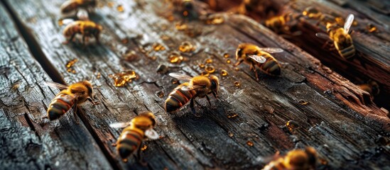 Bees in a hive crawl on wooden frames with honey Honeycombs are visible Organic honey production. with copy space image. Place for adding text or design