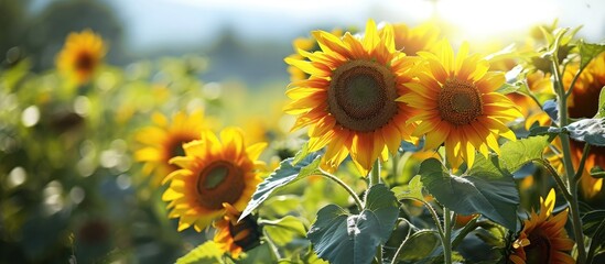 Diseases of agricultural crops Use of fungicides and herbicides to preserve the crop Crop insurance concept Sunflower crop failure as a result of improper agricultural practices