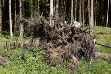 Totholz, alter, knorriger Baumstumpf, Deutschland, Europa