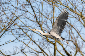 Ein Graureiher im Flug