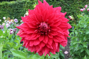 rote Dahlie, Dahlie rot, dunkelrot, Nahaufnahme Blüte, Dalie, Dalien