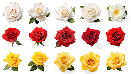 set of roses with white red and yellow on isolate transparency background, PNG
