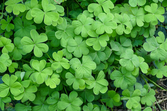 Green three heart-shaped leaves Wood Sorrel (Oxalis) edible plant close-up view