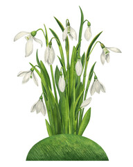Snowdrops on the grass. Watercolor illustration of spring flowers. Country life aesthetics