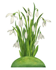 Snowdrops on the grass. Watercolor illustration of spring flowers.