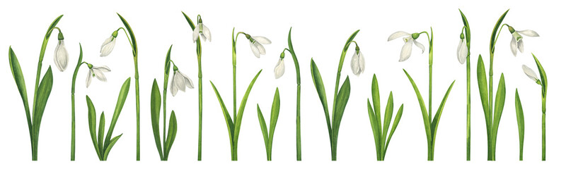 Large set of snowdrops. Flowers, leaves, buds. Watercolor botanical illustration in realistic style. Set of isolated floral elements on white background