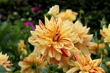 Dahlie gelb rot ,bunt,  Blüte, Garten 