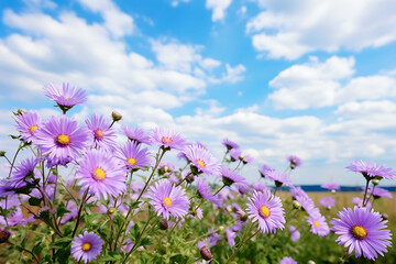 Obraz na płótnie Canvas Close-up of Purple Daisies in a Sunny Field. Horizontal photography