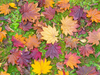 Background of colorful of maple leaves and leaves change color in autumn season.