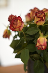 Yellow-red roses in a vase in detail