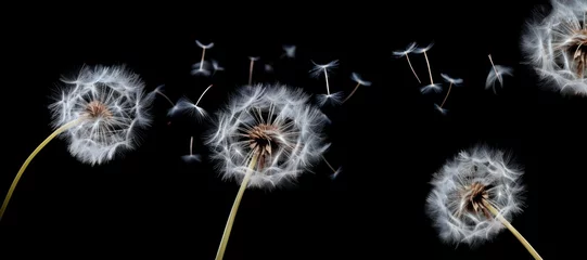 Fotobehang dandelion weed seeds blowing against black background banner © jaafar