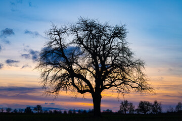 Single fruit tree silhouette in Tübingen, Germany on a winters evening with colourful sunset and...