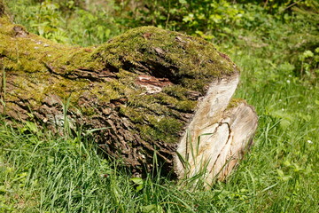 Abgesägte Baumstämme auf einer Wiese im Wald liegend, Deutschland