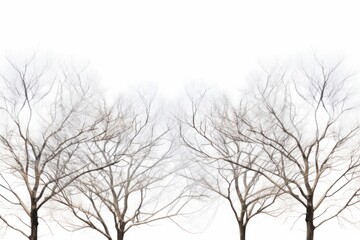 Fototapeta na wymiar winter tree canopy foliage isolated