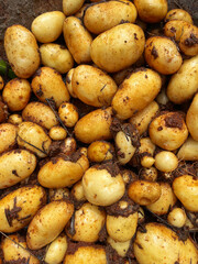 Dirty Organic potatoes