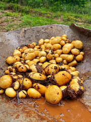 Dirty Organic potatoes in a wheelbarrow 