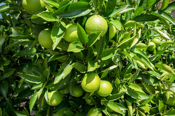 Laranjas ainda verdes em fase de amadurecimento na laranjeira
