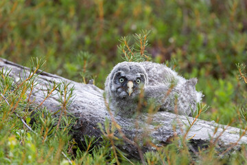 Nestling Great Gray Owl sitting on a log