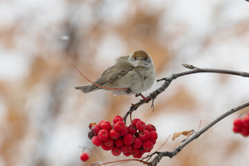 A small bird sits on a rowan branch