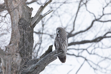 Great gray owl sitting on a tree branch close up